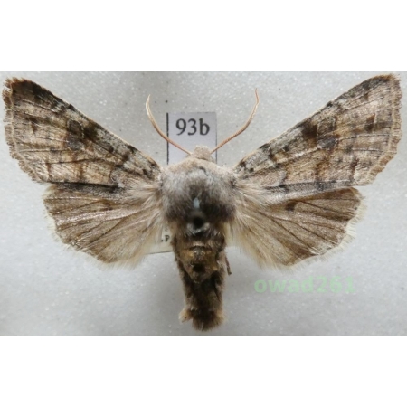 Orthosia incerta (Hufnagel, 1766) Czech93b